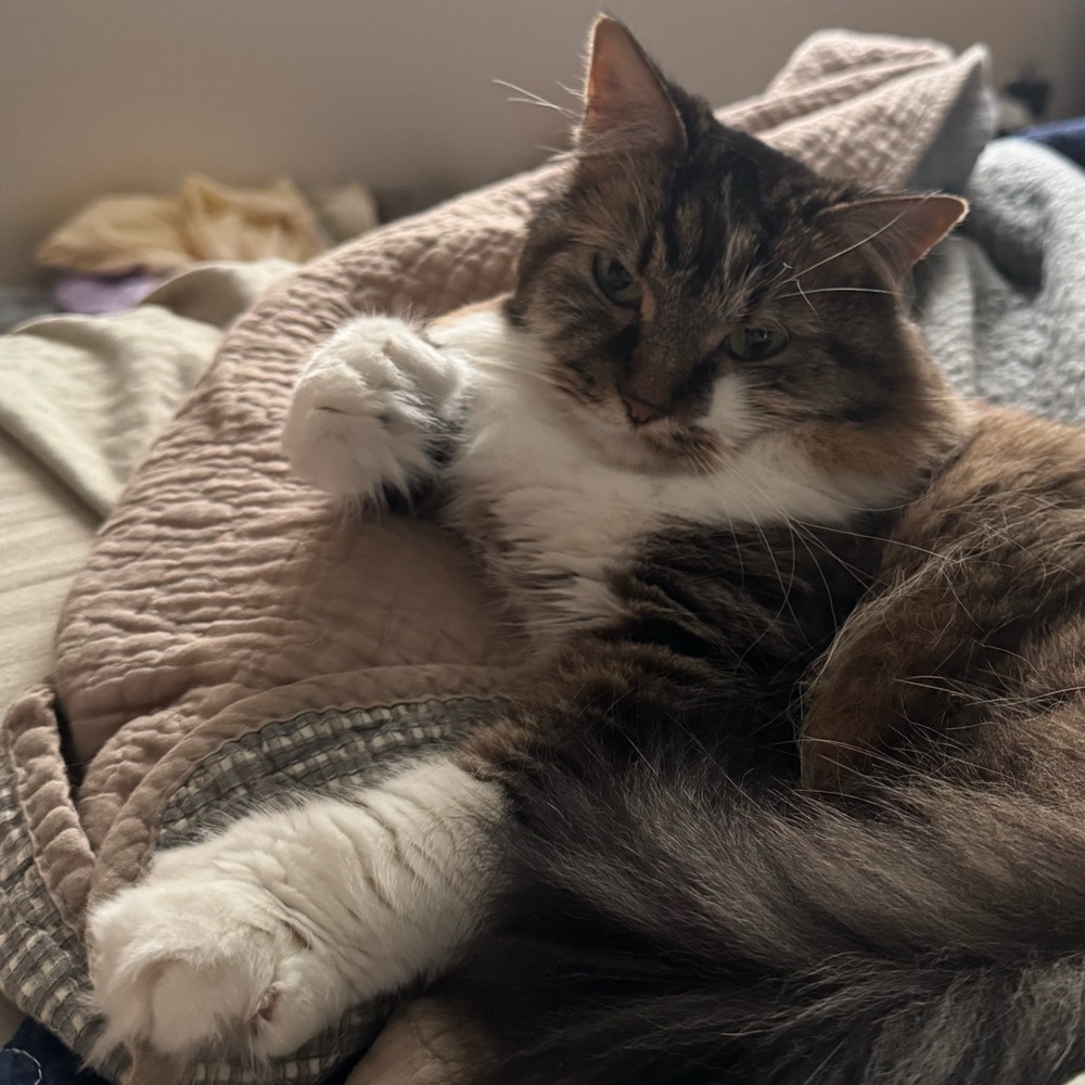 ✨ WELCOME to Peach & Pipit 🍑